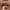 Peppermint Lip Balm - N S Cosmetics